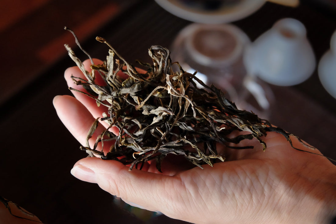 Eastern Tea Club, Chapter 3: Six Ancient Tea Mountains 古六大茶山 - Eastern Leaves