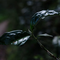 Eastern Tea Club, Chapter 3: Six Ancient Tea Mountains 古六大茶山 - Eastern Leaves