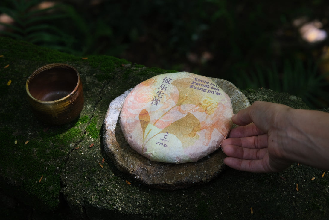 pu'er tea pressed in brick cake from Youle mountain, Yunnan, Xishuangbanna, fermented tea for collection with cup